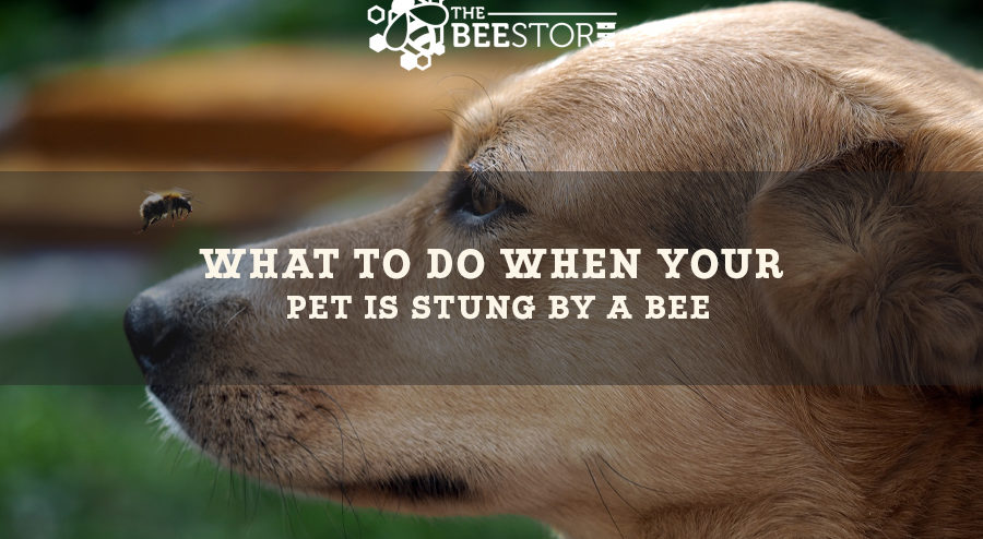 Dog Bee Stings